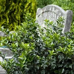 Bay Gardens Holly 'Blue Princess' Evergreen Shrubs