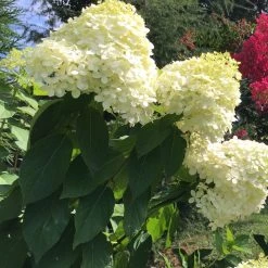 Bay Gardens Hydrangea Paniculata 'Limelight Tree Form'