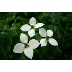 Bay Gardens NY Shade & Flowering Trees Dogwood Flowering 'Kousa'