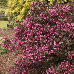Bay Gardens NY Weigela Flo. 'Fine Wine®' Deer Resistant Plants