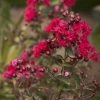 Bay Gardens Crape Myrtle Dynamite (Red) 1 Bay Gardens Crape Myrtle Dynamite (Red)