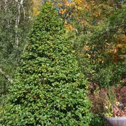 Bay Gardens Evergreen Shrubs Holly 'American'