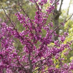 Bay Gardens NY Redbud 'Forest Pansy' 14 Bay Gardens NY Redbud 'Forest Pansy'
