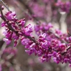 Bay Gardens NY Redbud 'Forest Pansy' 15 Bay Gardens NY Redbud 'Forest Pansy'