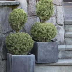 Bay Gardens Evergreen Shrubs Spruce 'Dwarf Alberta - Picea Glauca 'Conica' 15 Bay Gardens Evergreen Shrubs Spruce 'Dwarf Alberta - Picea Glauca 'Conica'