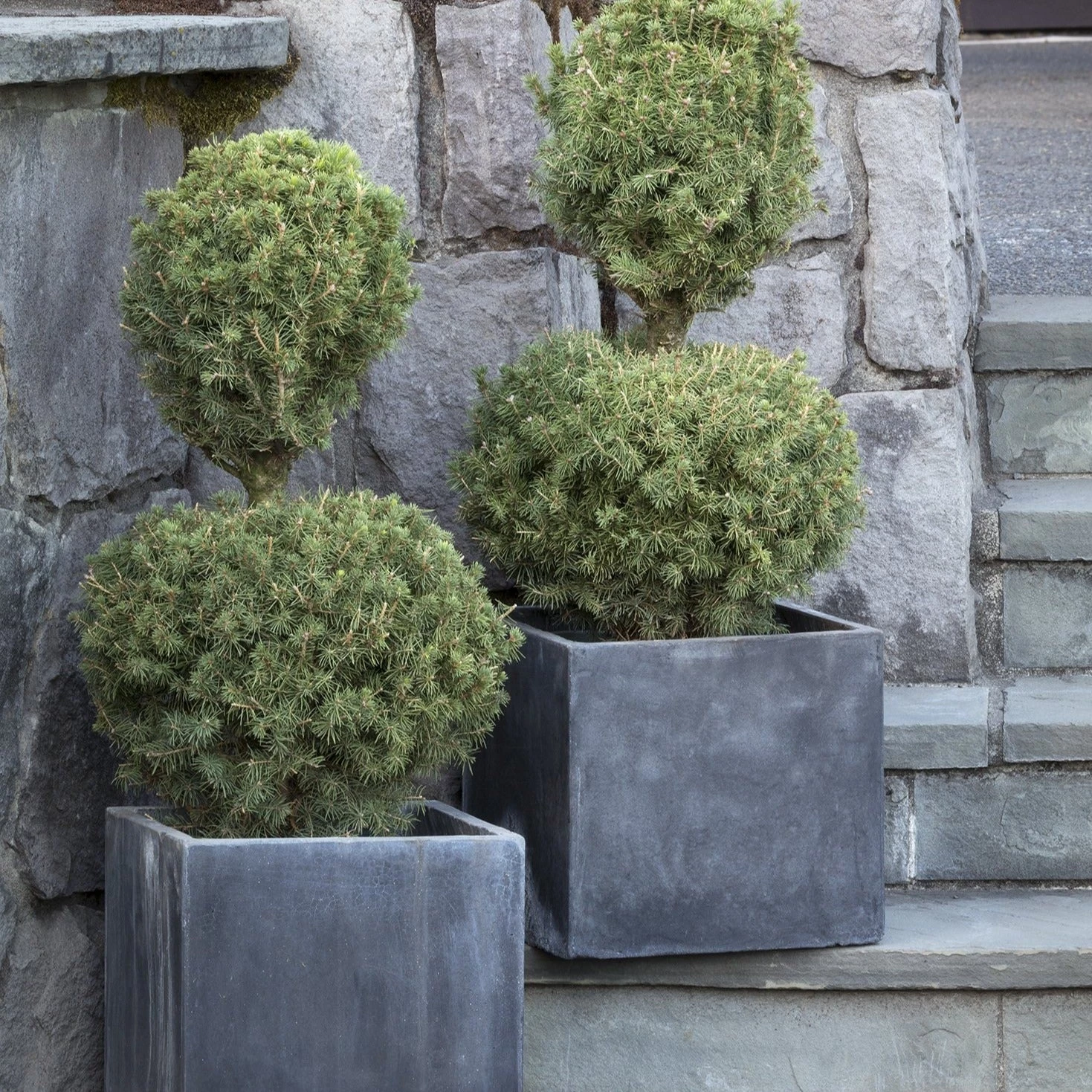 Bay Gardens Evergreen Shrubs Spruce 'Dwarf Alberta - Picea Glauca 'Conica' 7 Bay Gardens Evergreen Shrubs Spruce 'Dwarf Alberta - Picea Glauca 'Conica'