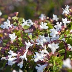 Bay Gardens Abelia 'Rose Creek'
