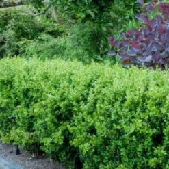 Bay Gardens Boxwood 'American' Evergreen Shrubs