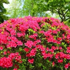 Bay Gardens Azalea 'Girards Crimson'