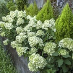 Bay Gardens NY Flowering Shrubs Hydrangea Paniculata 'Little Lime®'