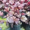 Bay Gardens NY Heuchera 'Palace Purple' 1 Bay Gardens NY Heuchera 'Palace Purple'