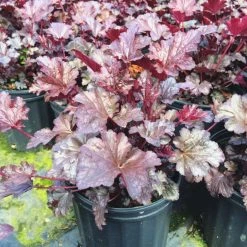 Bay Gardens NY Heuchera 'Palace Purple'