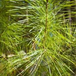 Bay Gardens White Pine Privacy Plants