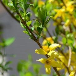 Bay Gardens NY Forsythia Deer Resistant Plants 14 Bay Gardens NY Forsythia Deer Resistant Plants