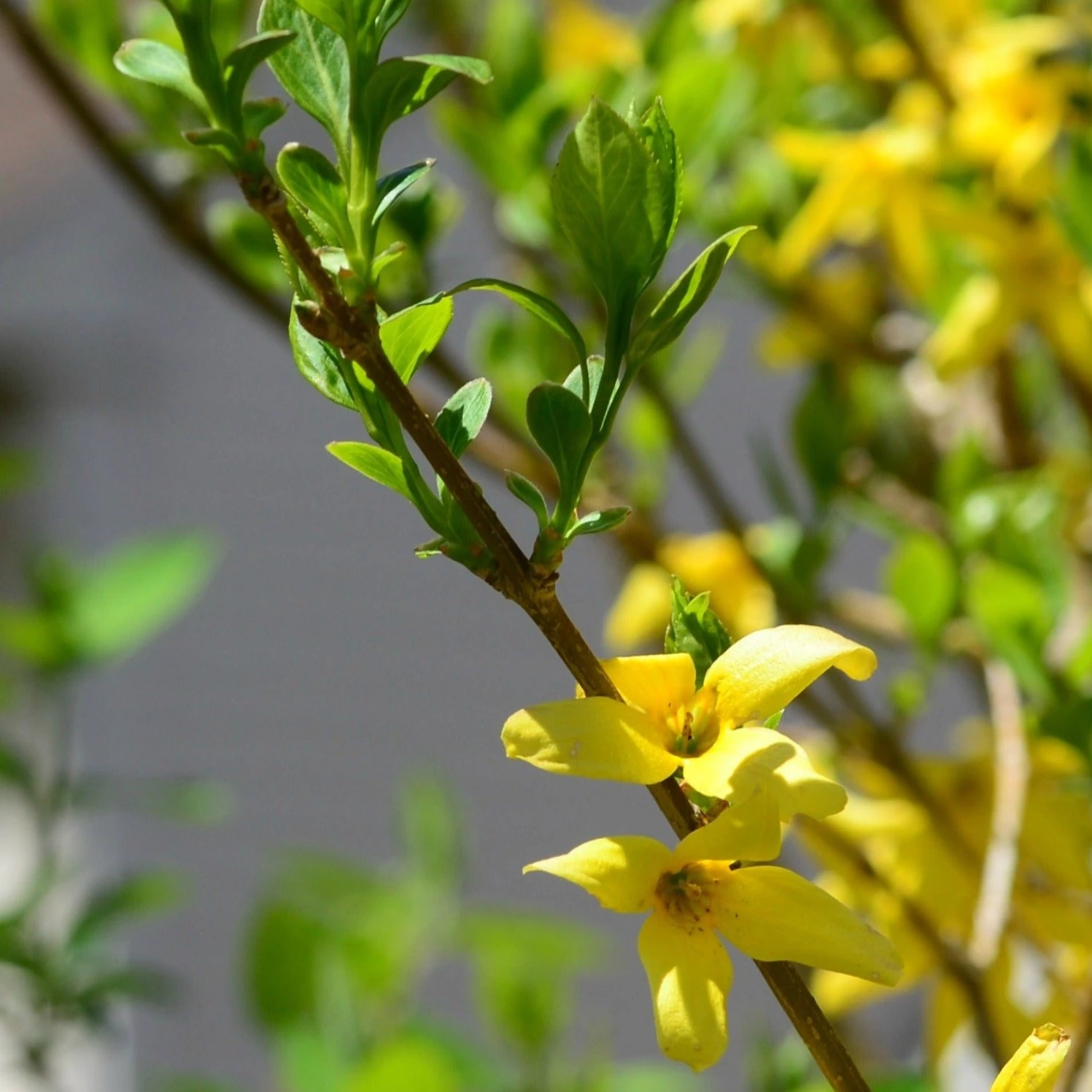 Bay Gardens NY Forsythia Deer Resistant Plants 7 Bay Gardens NY Forsythia Deer Resistant Plants