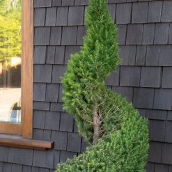 Bay Gardens Evergreen Shrubs Spruce 'Dwarf Alberta - Picea Glauca 'Conica' 16 Bay Gardens Evergreen Shrubs Spruce 'Dwarf Alberta - Picea Glauca 'Conica'