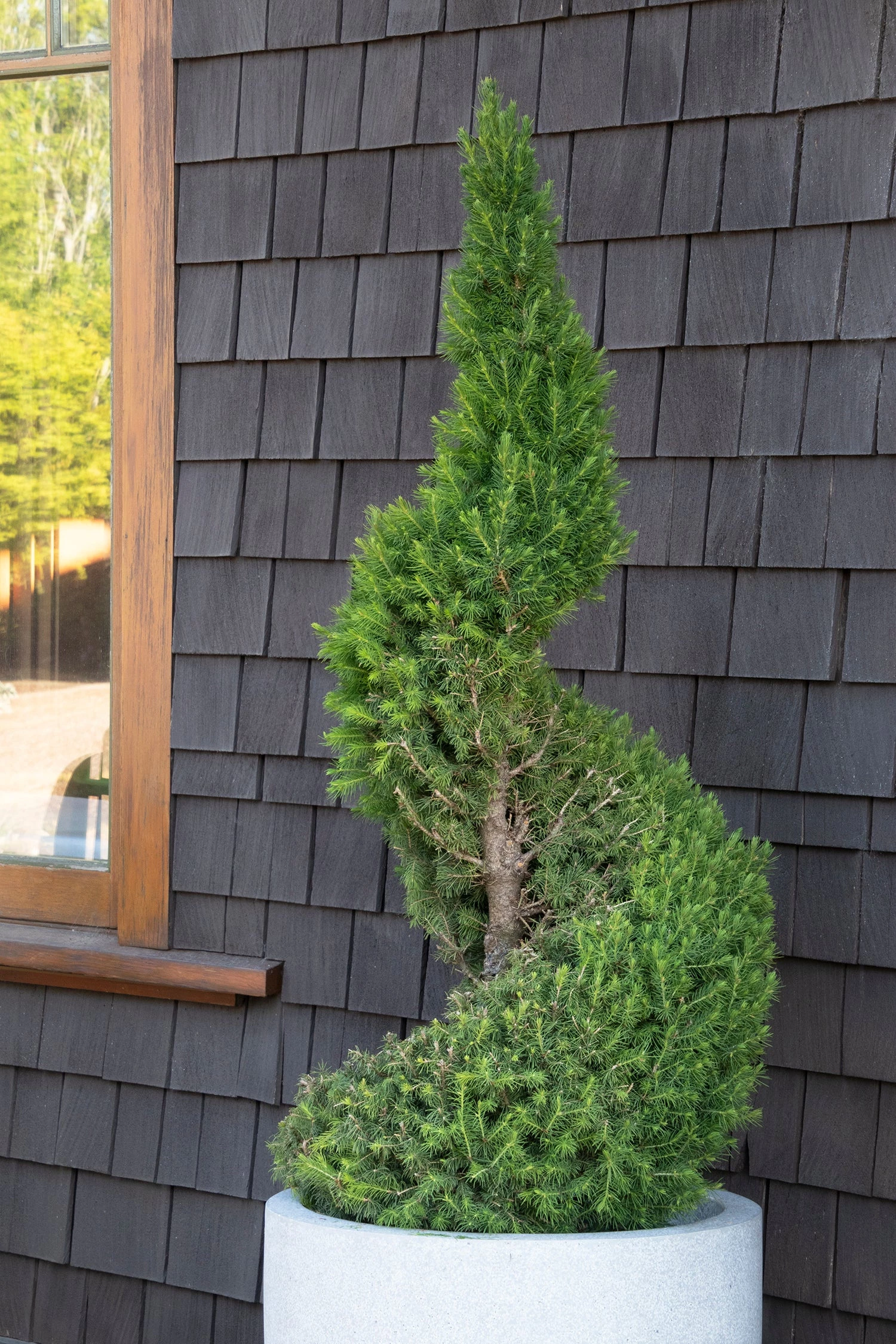 Bay Gardens Evergreen Shrubs Spruce 'Dwarf Alberta - Picea Glauca 'Conica' 8 Bay Gardens Evergreen Shrubs Spruce 'Dwarf Alberta - Picea Glauca 'Conica'