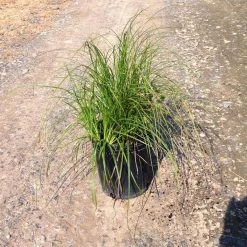 Bay Gardens Grass 'Carex Pennsylvanica'