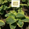 Bay Gardens NY Perennials Hosta Sieb. 'Frances Williams'