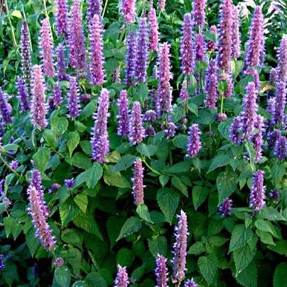 Bay Gardens NY Deer Resistant Plants Agastache 'Blue Fortune' 7 Bay Gardens NY Deer Resistant Plants Agastache 'Blue Fortune'