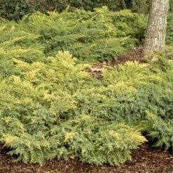 Bay Gardens Juniper 'Daub's Frosted'