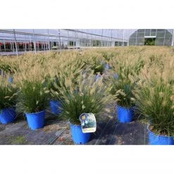 Bay Gardens Grass 'Dwarf Fountain' Deer Resistant Plants