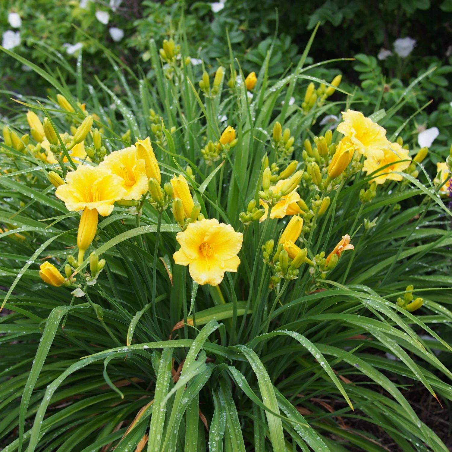 Bay Gardens Perennials Daylily Hemerocallis X 'Stella De Oro' 8 Bay Gardens Perennials Daylily Hemerocallis X 'Stella De Oro'