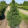 Bay Gardens Evergreen Shrubs Spruce 'Dwarf Alberta - Picea Glauca 'Conica'