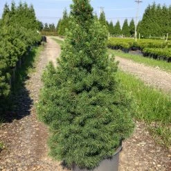 Bay Gardens Evergreen Shrubs Spruce 'Dwarf Alberta - Picea Glauca 'Conica'