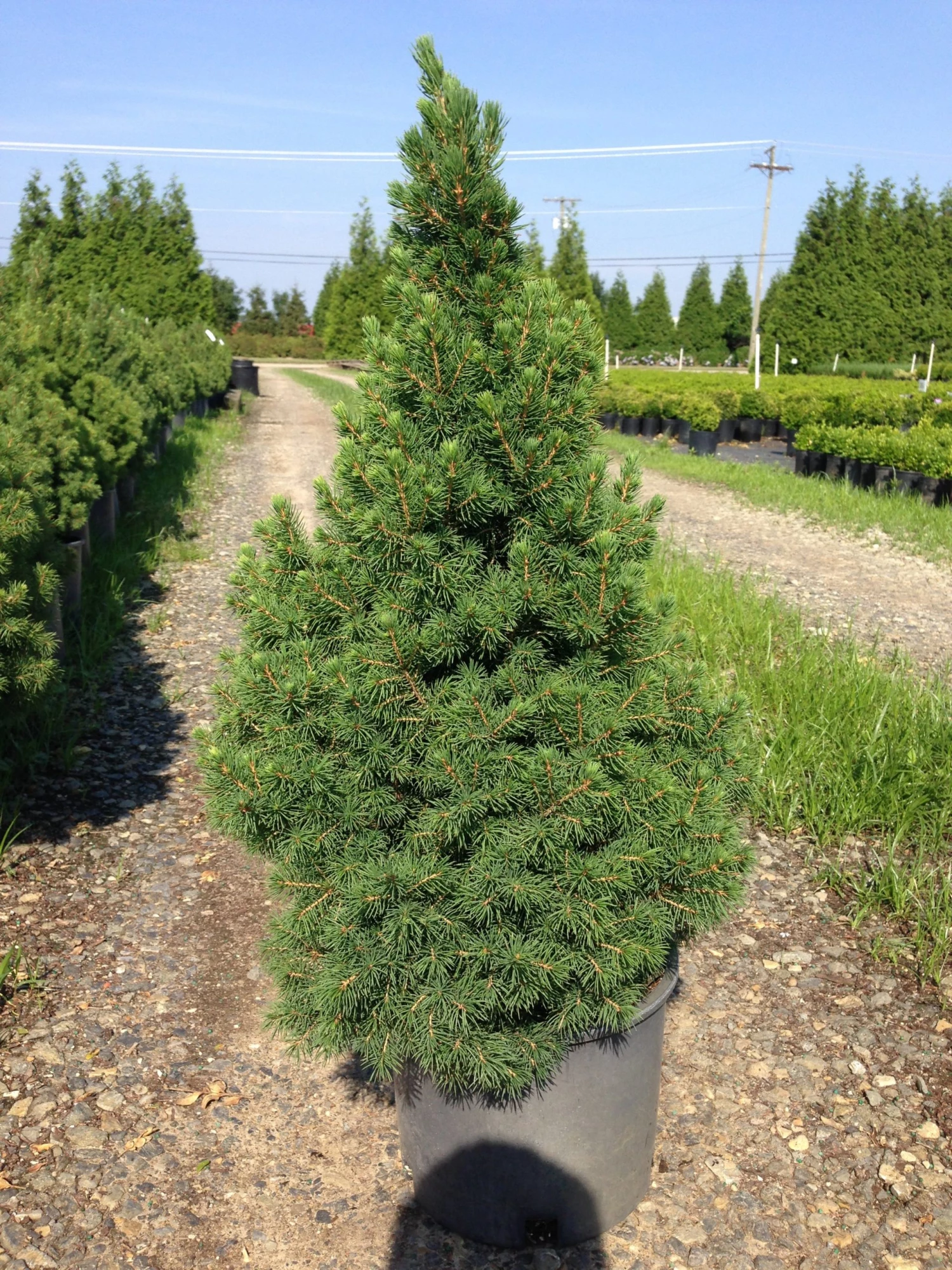 Bay Gardens Evergreen Shrubs Spruce 'Dwarf Alberta - Picea Glauca 'Conica' 3 Bay Gardens Evergreen Shrubs Spruce 'Dwarf Alberta - Picea Glauca 'Conica'