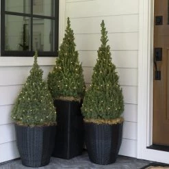 Bay Gardens Evergreen Shrubs Spruce 'Dwarf Alberta - Picea Glauca 'Conica' 17 Bay Gardens Evergreen Shrubs Spruce 'Dwarf Alberta - Picea Glauca 'Conica'