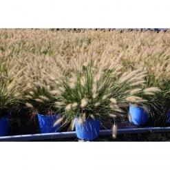 Bay Gardens Grass 'Dwarf Fountain' Deer Resistant Plants