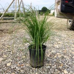 Bay Gardens Grass 'Carex Pennsylvanica'