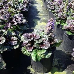 Bay Gardens Ajuga Rep. 'Black Scallop' Deer Resistant Plants 7 Bay Gardens Ajuga Rep. 'Black Scallop' Deer Resistant Plants
