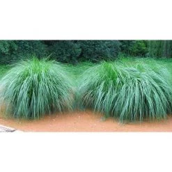 Bay Gardens Deer Resistant Plants Grass 'Fountain'