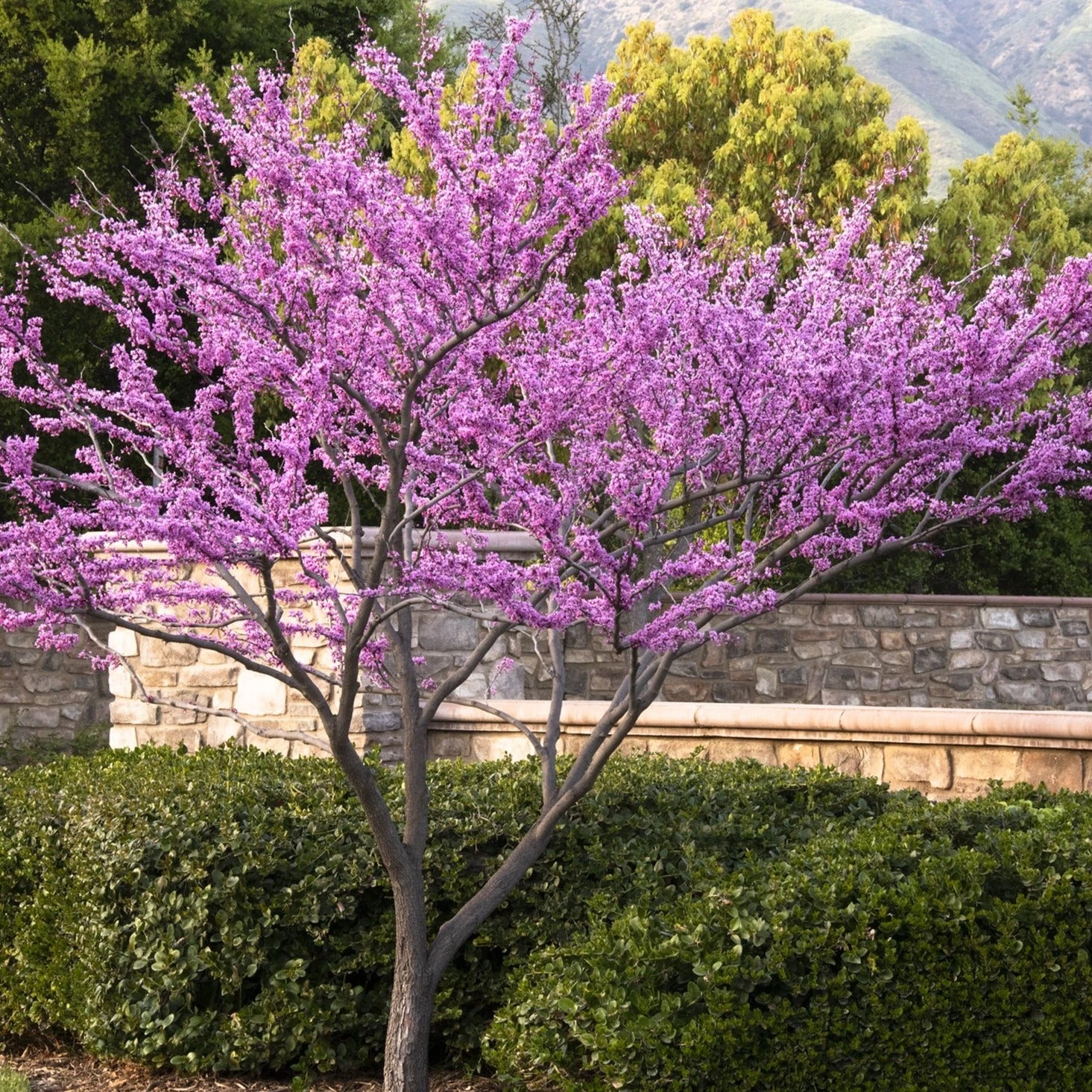 Bay Gardens NY Redbud 'Forest Pansy' 9 Bay Gardens NY Redbud 'Forest Pansy'