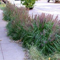 Bay Gardens NY Grass Pennisetum Alopecuroides'Moudry' Deer Resistant Plants