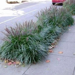 Bay Gardens NY Grass Pennisetum Alopecuroides 'Moudry' Deer Resistant Plants