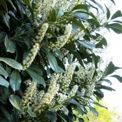 Bay Gardens Laurel 'Anbri' Evergreen Shrubs