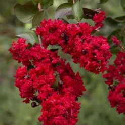 Bay Gardens Crape Myrtle Dynamite (Red)