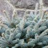 Bay Gardens Blue Spruce 'Globosa' Ornamental Trees 1 Bay Gardens Blue Spruce 'Globosa' Ornamental Trees