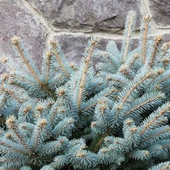 Bay Gardens Blue Spruce 'Globosa' Ornamental Trees