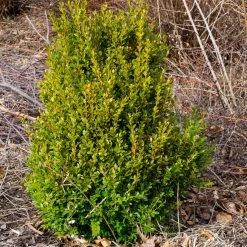 Bay Gardens Boxwood 'Green Mountain' 9 Bay Gardens Boxwood 'Green Mountain'