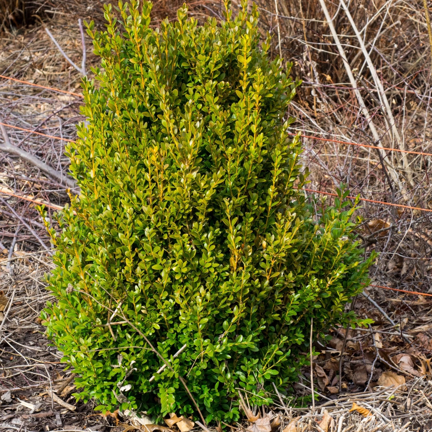 Bay Gardens Boxwood 'Green Mountain' 5 Bay Gardens Boxwood 'Green Mountain'