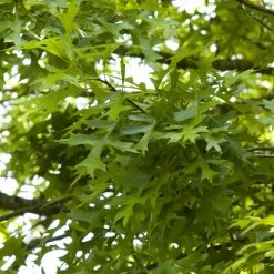 Bay Gardens Pin Oak Shade & Flowering Trees