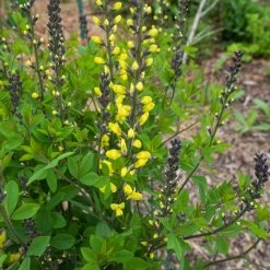 Bay Gardens Deer Resistant Plants Baptisia Decadence 'Lemon Meringue'