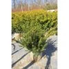 Bay Gardens Yew 'Hatfield Upright'