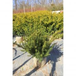 Bay Gardens Yew'Hatfield Upright'