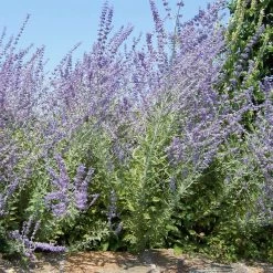 Bay Gardens NY Perovskia Atriplicifolia 'Russian Sage' Deer Resistant Plants
