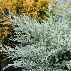 Bay Gardens NY Evergreen Shrubs Juniper 'Angelica Blue'